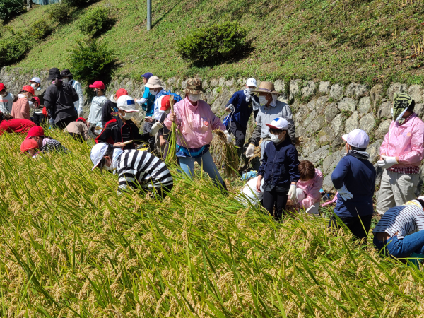 稲刈とビオトープ講演会　～名古屋と岡﨑の小学校を繋いで～